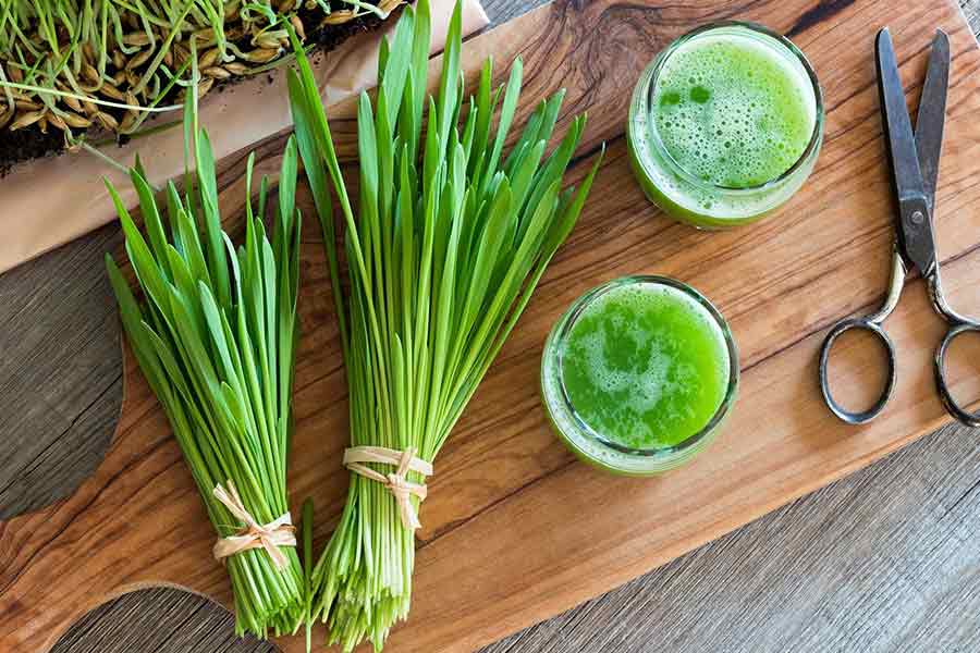 Wheatgrass