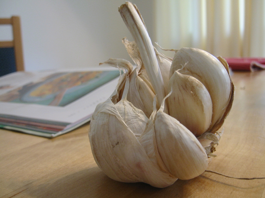 Garlic