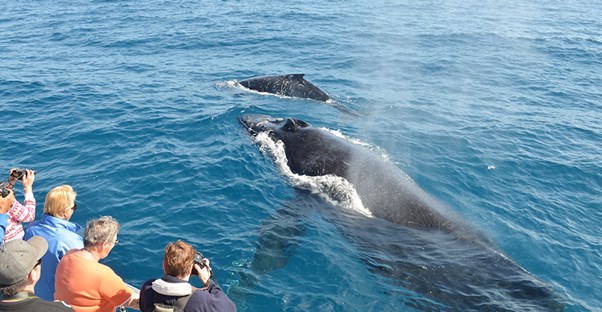 Watching whales in their natural habitat is much more ethical and humane than visiting SeaWorld.