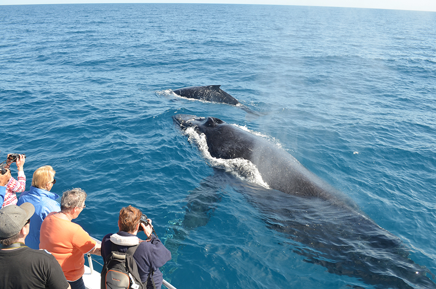 4. Whale Watching in the Wild