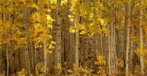 The golden Aspens of Kebler Pass in Colorado make it one of the most beautiful forests in the world.