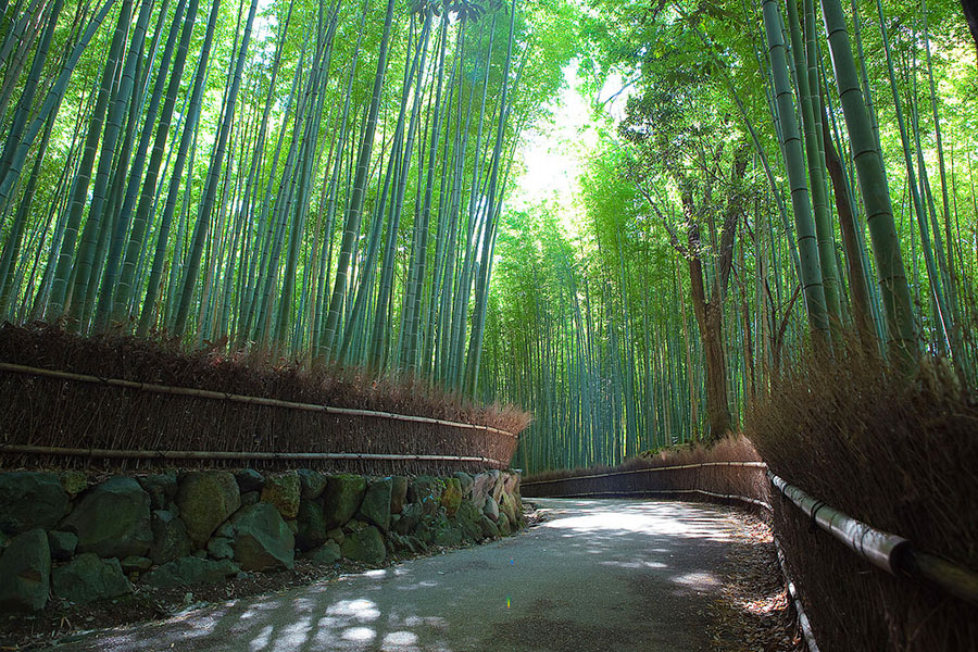 7. Sagano Bamboo Forest
