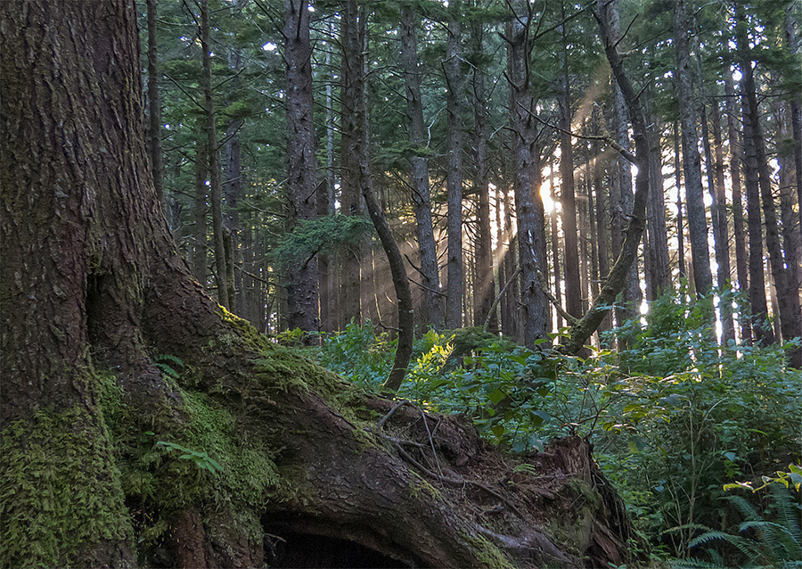 1. Olympic National Forest
