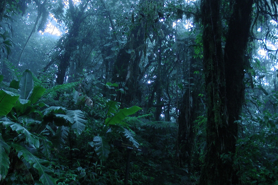 4. Monteverde Cloud Forest Reserve