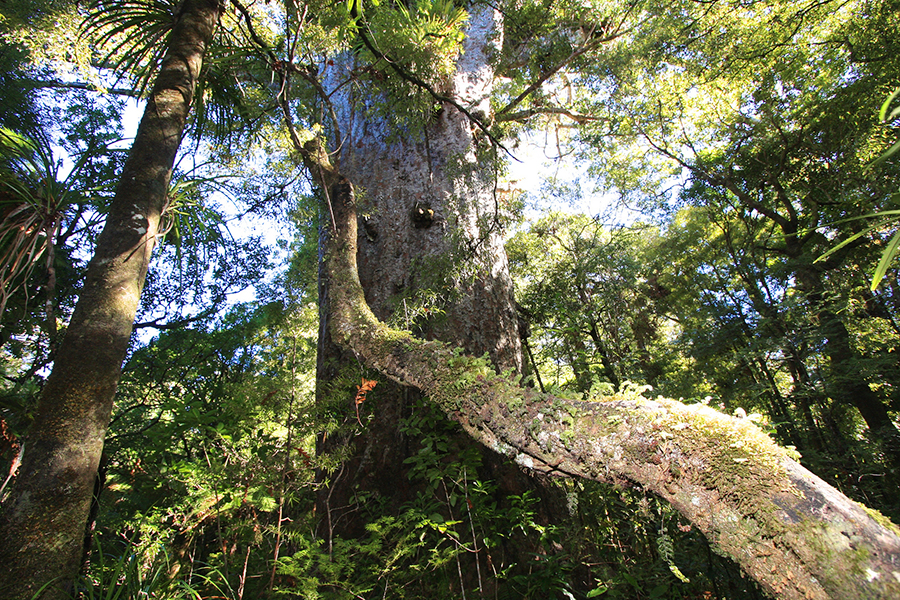 2. Waipoua Forest