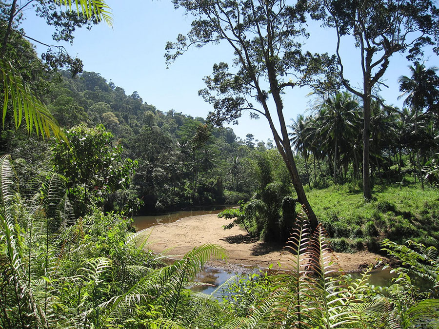 6. Sinharaja Forest Reserve