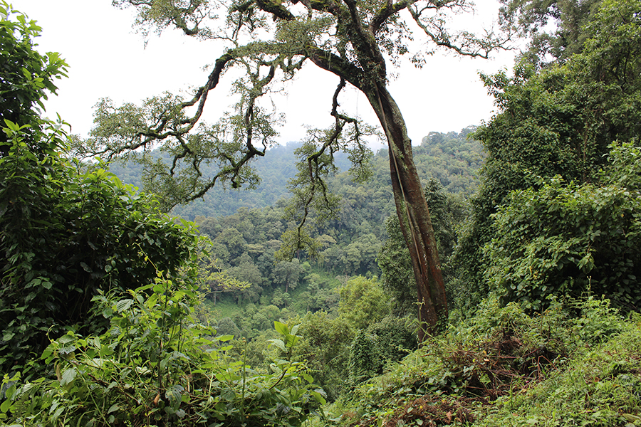 3. Bwindi Impenetrable Forest