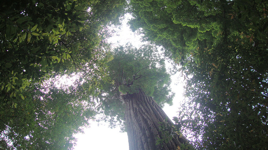 12. Redwood National and State Parks