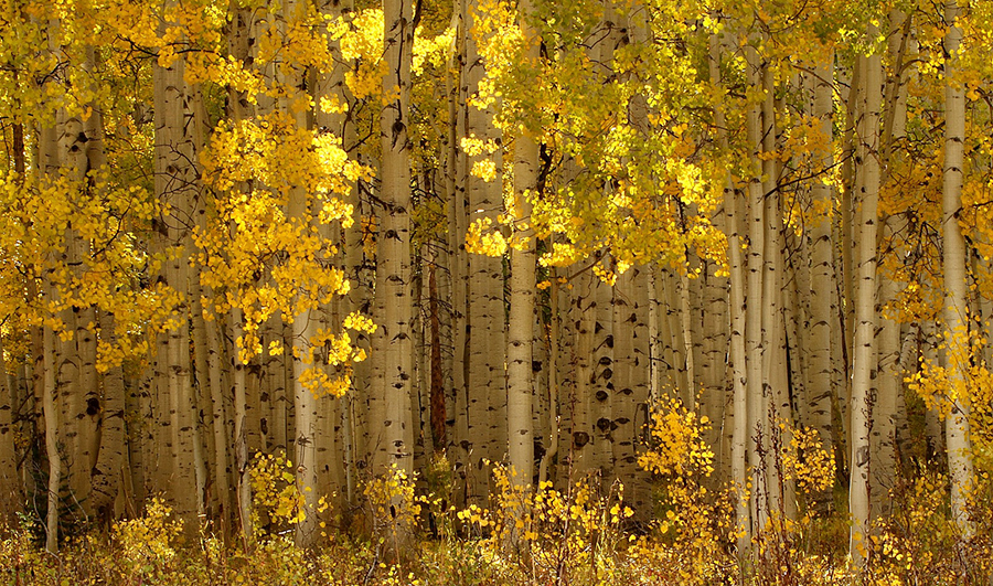 13. Kebler Pass