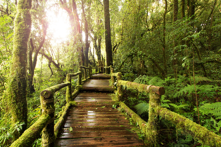 11. Amazon Rainforest