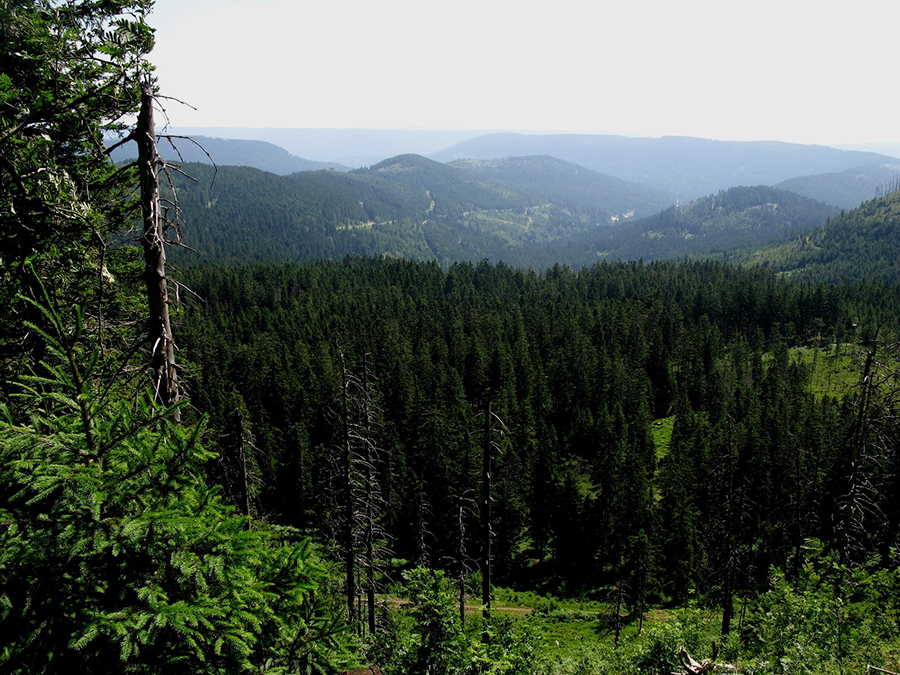 9. Black Forest