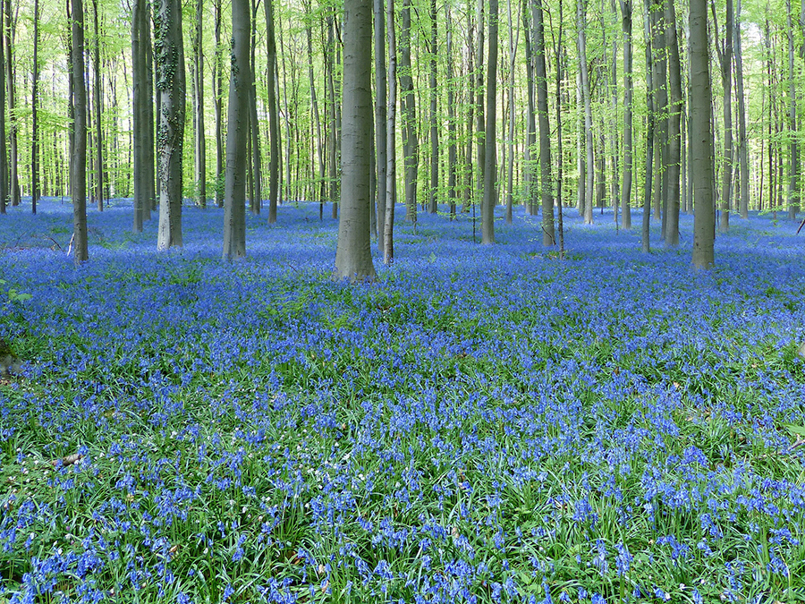 10. Hallerbos