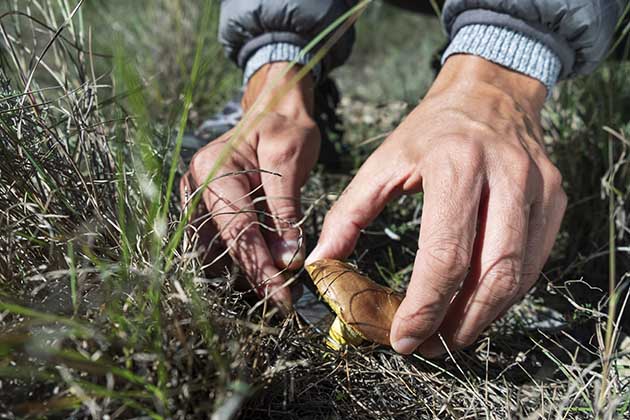 Foraging