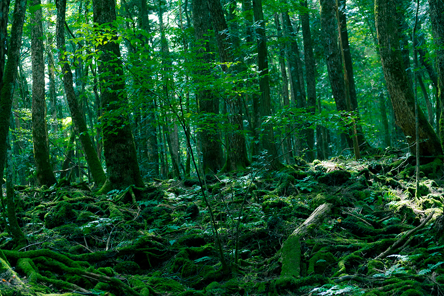 Aoikigahara