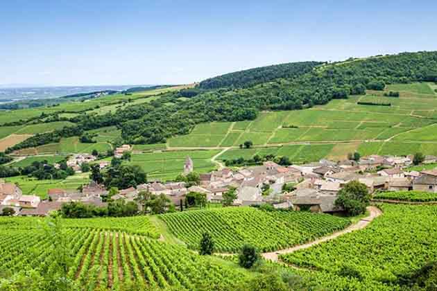 French Vineyards