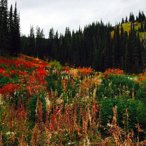 3. Whitefish, Montana