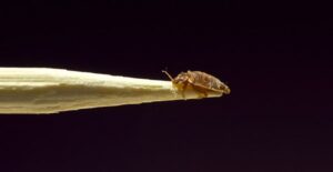 a close up picture shows what a bed bug looks like