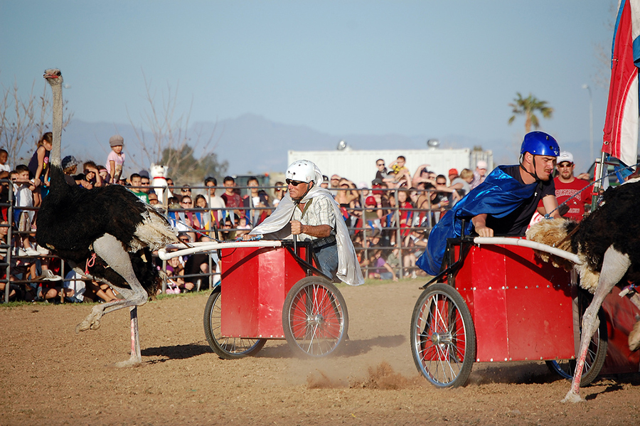 5. Ostrich Racing at the Ostrich Festival