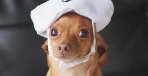 a sailor dog