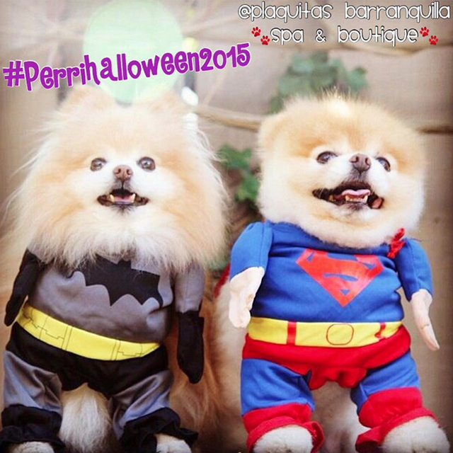 Poms to the Rescue