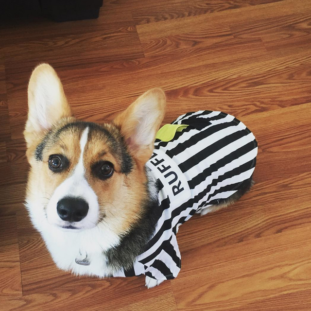 Rufferee