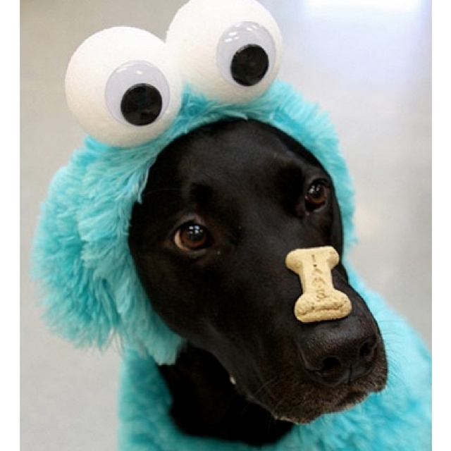 Treat Monster