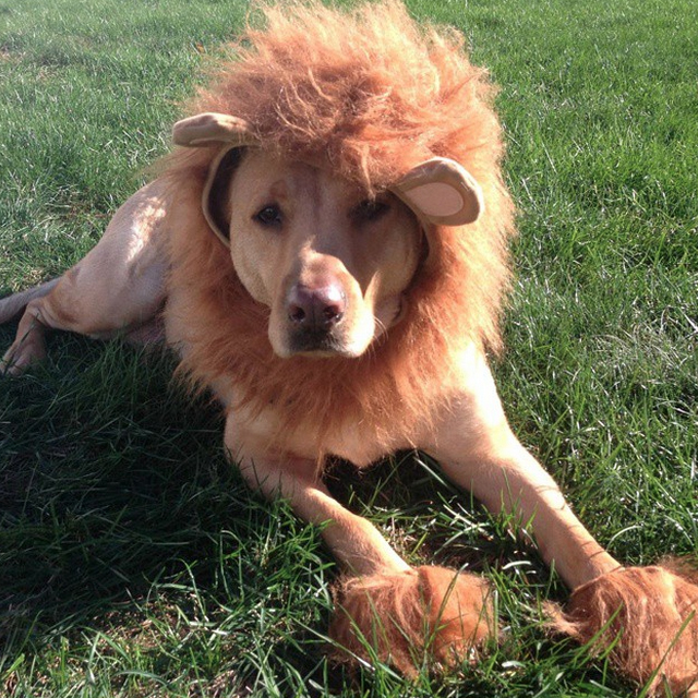Hear Me Roar