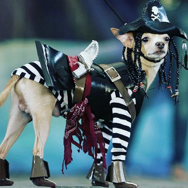 It’s a Pirate’s Life for Me