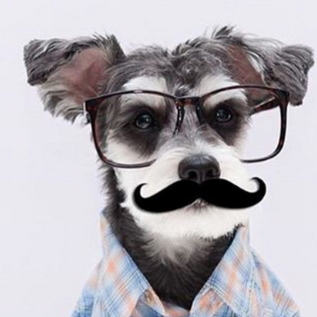 Pup-fessor